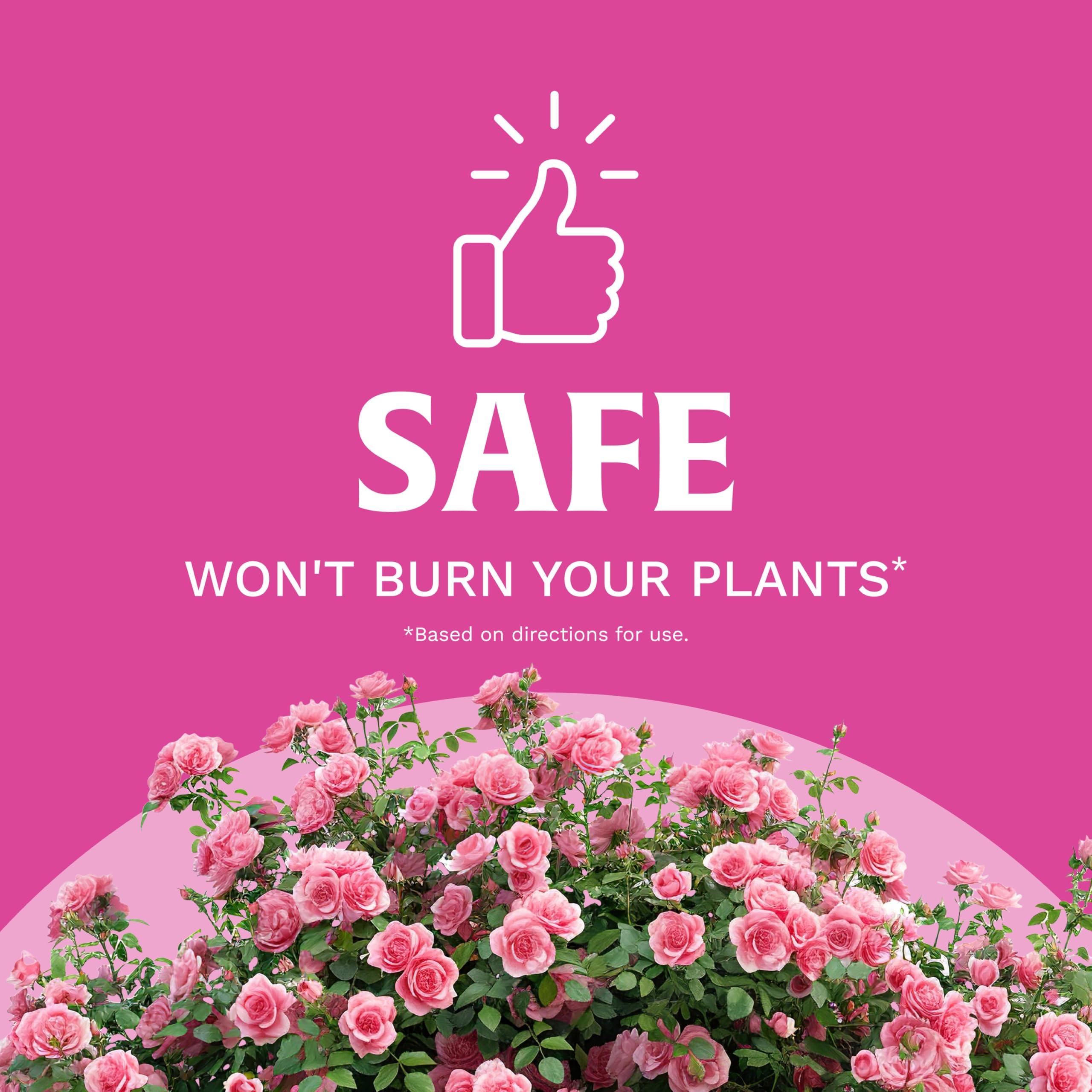 Scotts Rose & Bloom roses in full bloom benefiting from steady nutrition.
