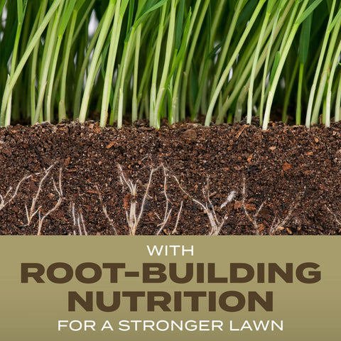 Scotts Southern Gold mix in sunlit lawn, designed for tall fescue and shade tolerance.