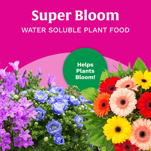 Scotts Super Bloom blooming plants close-up shows rich, healthy blooms through phosphorus boost.