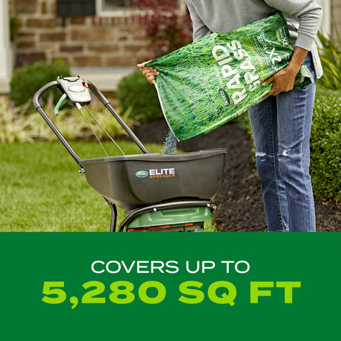 Dense tall fescue blades form a sturdy, lush lawn.