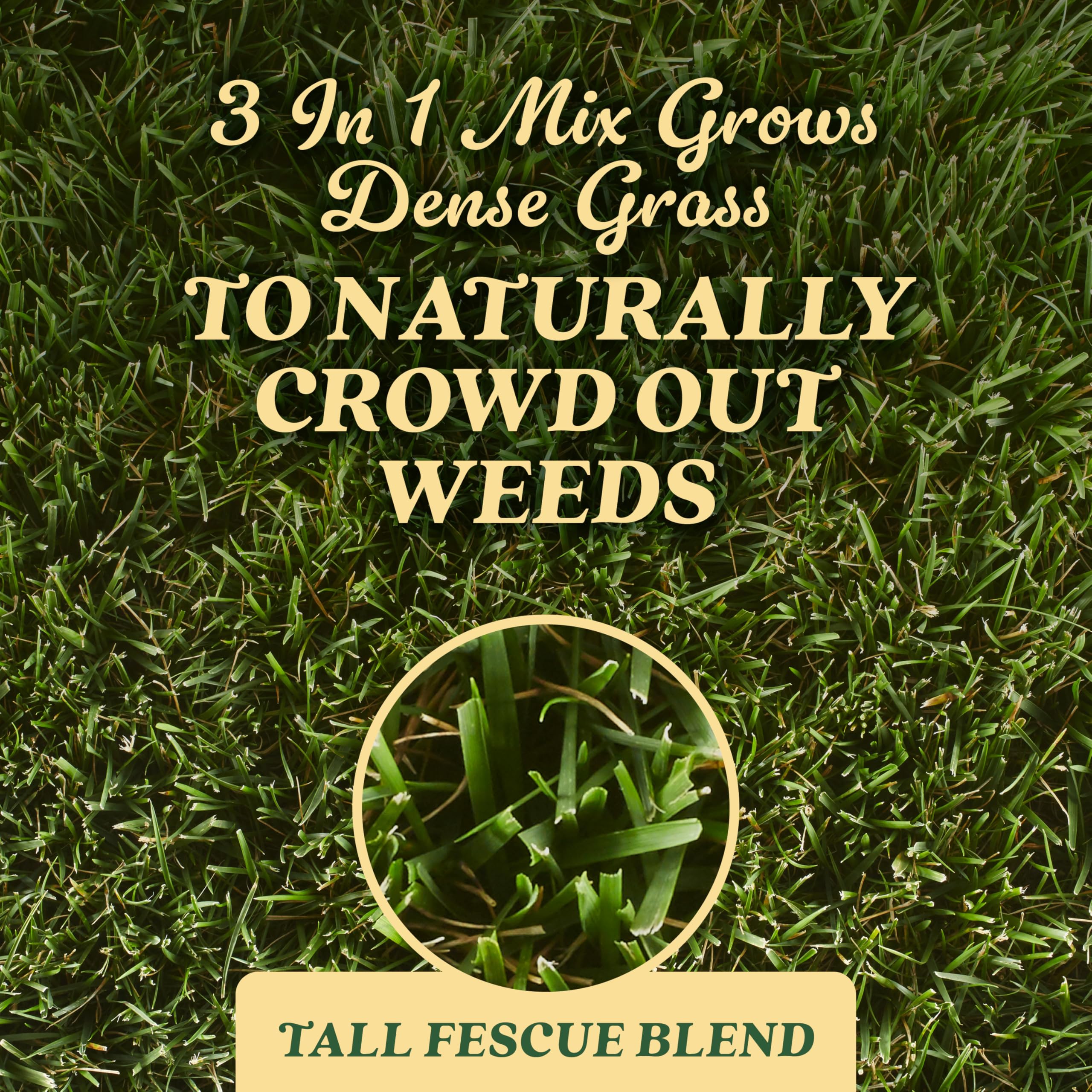 Scotts tall fescue seed for new lawn coverage offers a lush start.