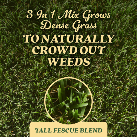 Scotts tall fescue seed for new lawn coverage offers a lush start.