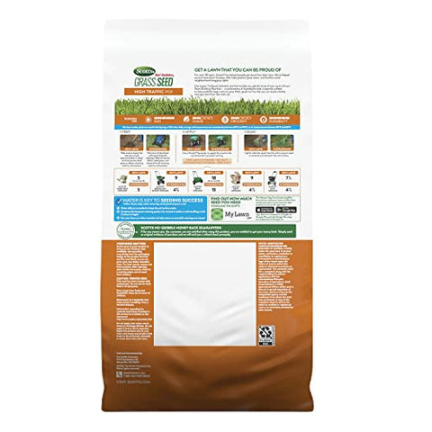 Scotts Turf Builder emerging green seedlings indicate healthy establishment.