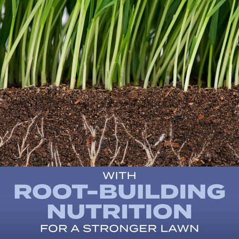 Scotts Turf Builder Heat-Tolerant Blue Mix seeds close-up for deep roots.