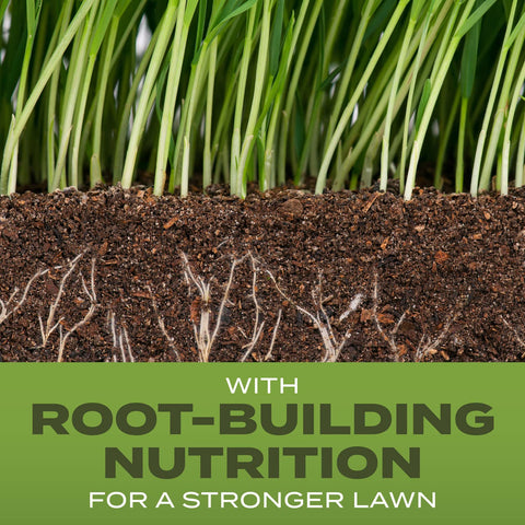 Scotts Turf Builder Tall Fescue Mix seed spread for even coverage
