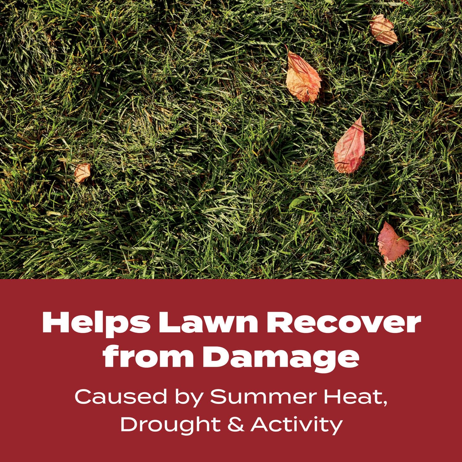 Fertilizer applied on a wet fall lawn to maximize uptake.