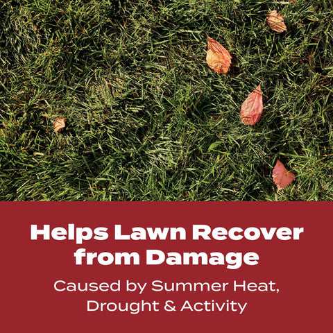Fertilizer applied on a wet fall lawn to maximize uptake.