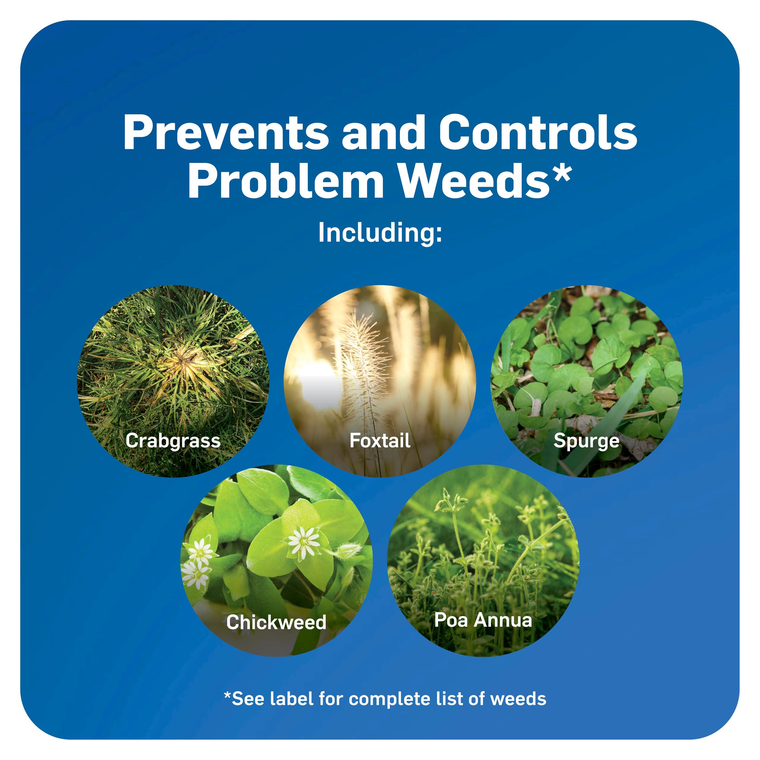 Application scene of Scotts WeedEx Prevent with Halts being spread on a dry lawn