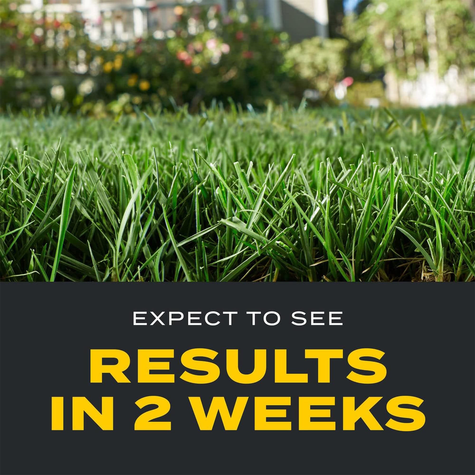 Scotts Turf Builder Triple Action1 wet lawn before application ensures proper adhesion.