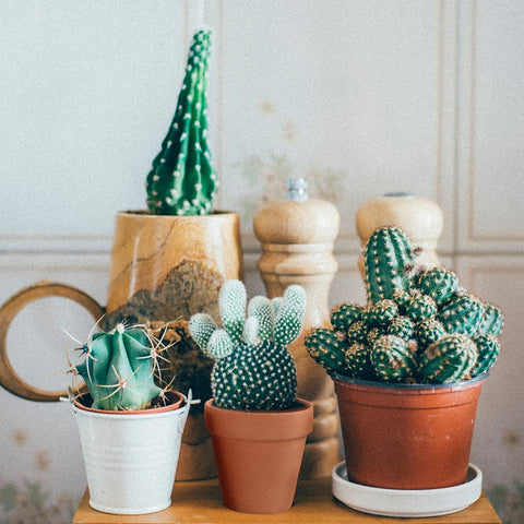 Sderoq 3-inch pot suitable for herbs, cacti, and small plants.