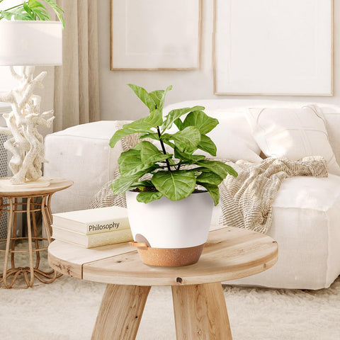 SE SUN-E 5-inch white planter ready for small indoor plants