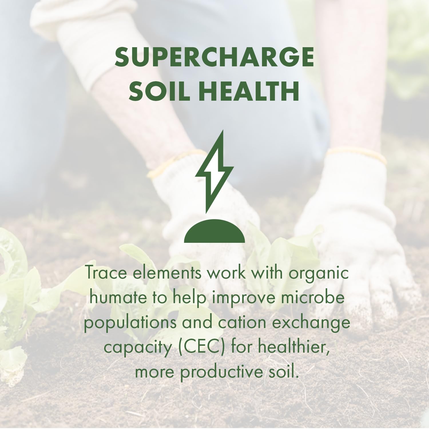 SEA-90 field crops healthy growth indicating potential yield and quality benefits