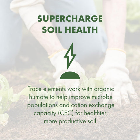 SEA-90 field crops healthy growth indicating potential yield and quality benefits