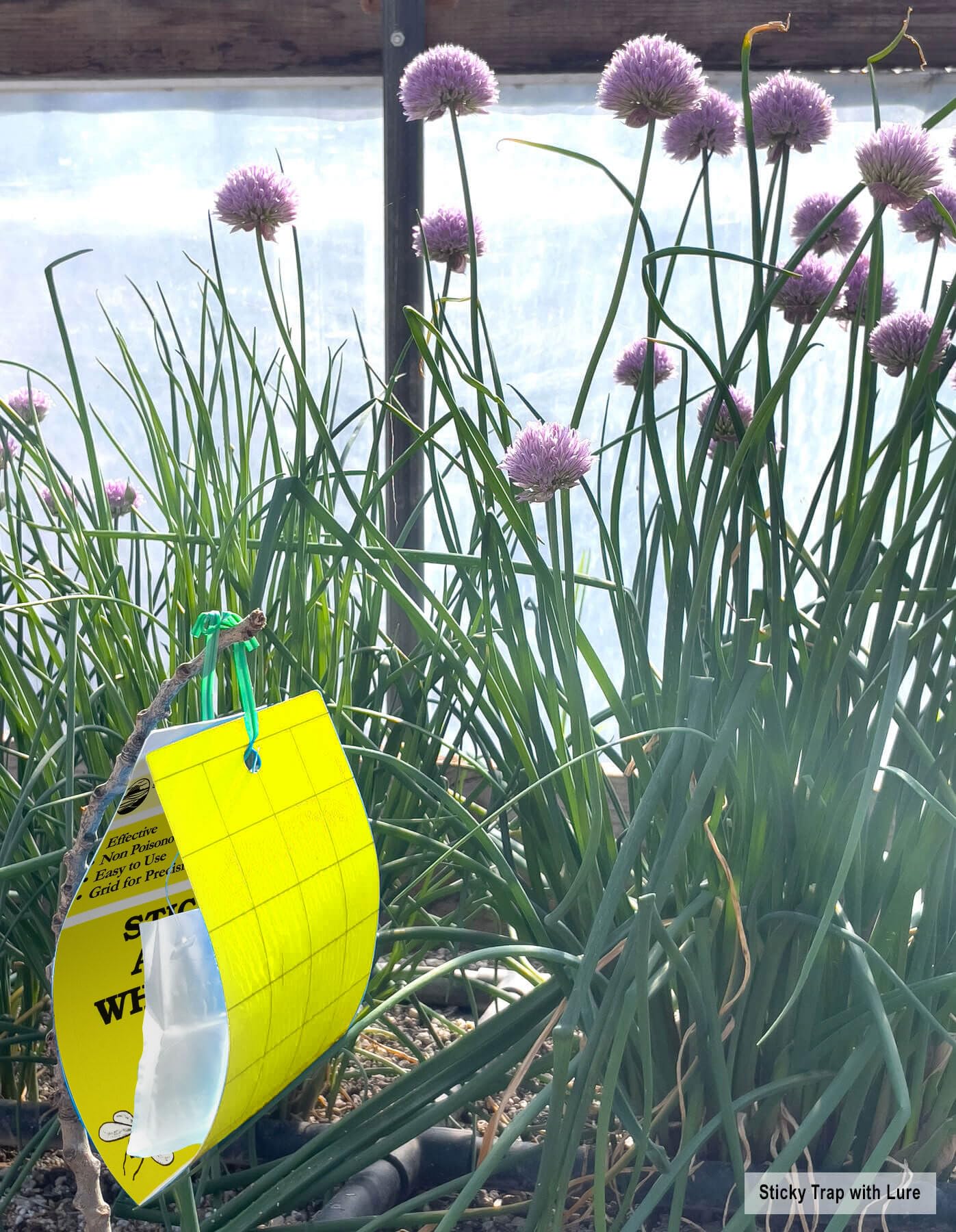 SeaBright yellow trap close-up adhesive surface captures flying insects