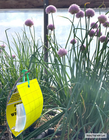 SeaBright yellow trap close-up adhesive surface captures flying insects