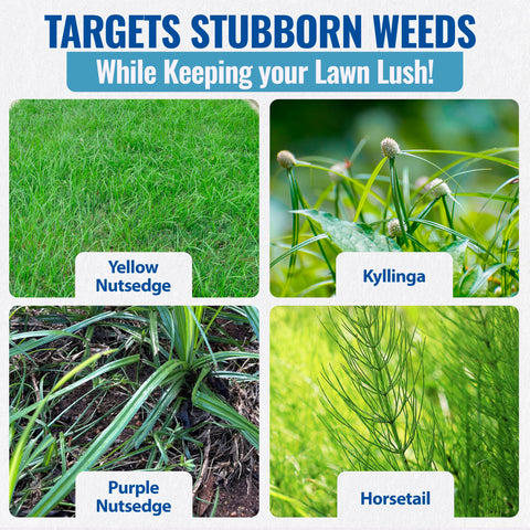 SEDGEHAMMER Plus treated turf area demonstrates weed reduction over time.
