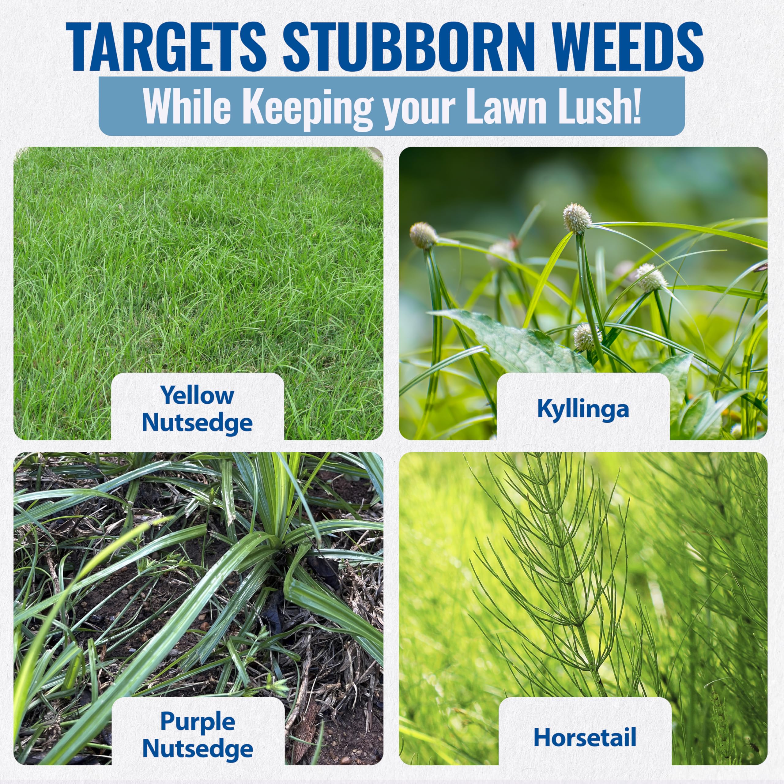Sedgehammer Plus Turf Herbicide active treatment on a lawn with yellow nutsedge.