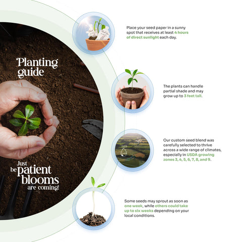 Seed Bloom gift packaging highlights an eco-friendly, thoughtful present.