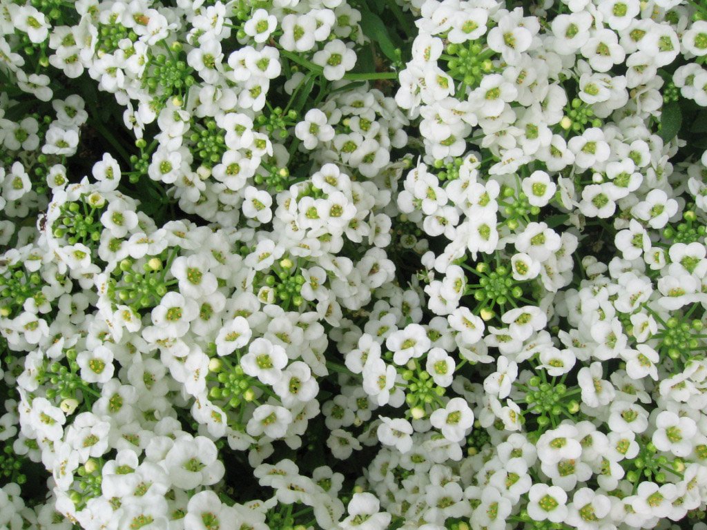 Seed Kingdom Alyssum Carpet of Snow bloom close-up showing crisp white petals for borders.