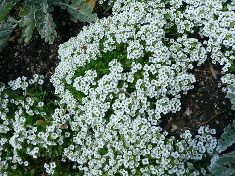 Seed Kingdom Alyssum Carpet of Snow forms a soft ground cover with pure white blooms.