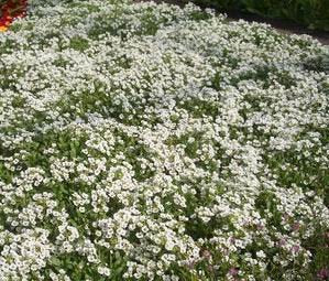 Seed Kingdom Alyssum Carpet of Snow close-up of tiny 1/4-inch florets in dense clusters.