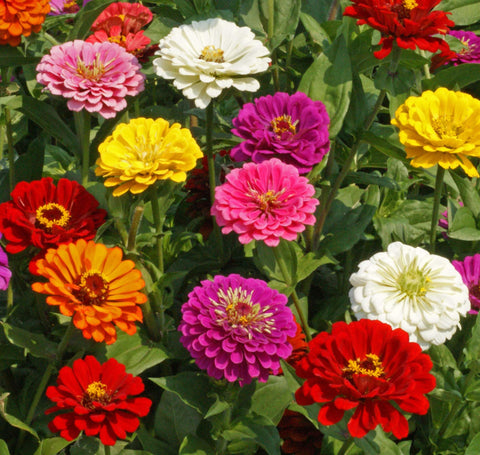 Seed Kingdom Zinnia California Giant Mix bloom closeup in sunny bed for dramatic color