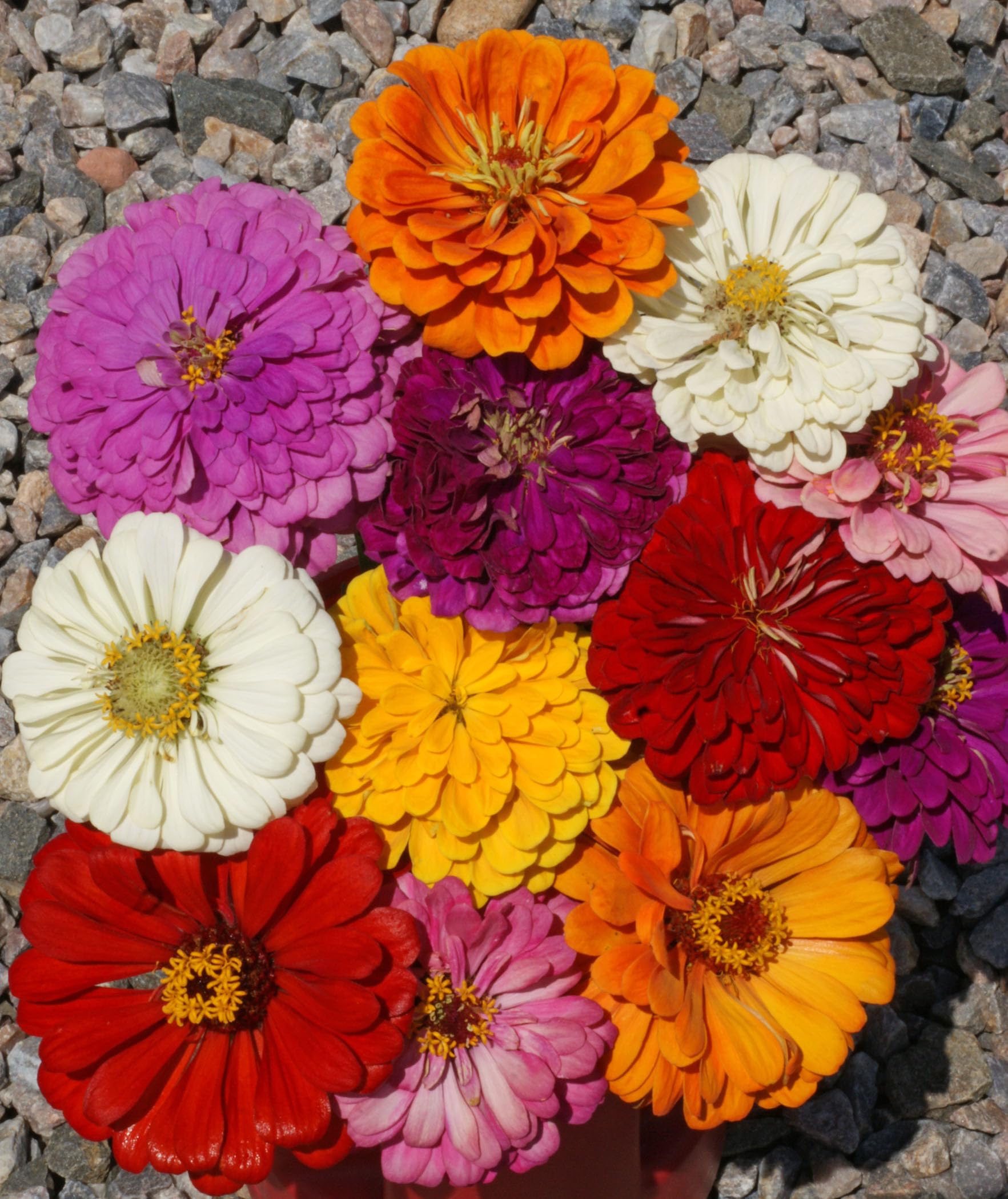 Seed Kingdom Zinnia California Giant Mix tall stems ideal for backdrops