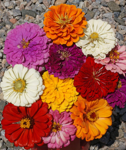 Seed Kingdom Zinnia California Giant Mix tall stems ideal for backdrops