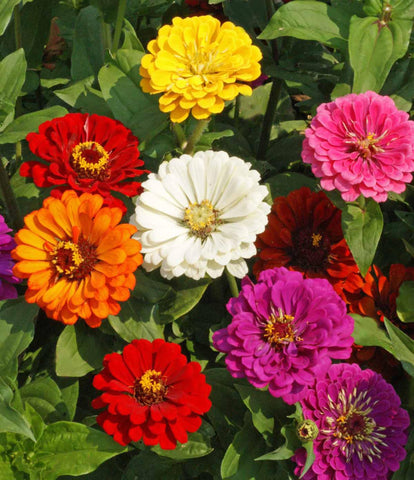Seed Kingdom Zinnia colorful flower cluster ideal for sunny borders.