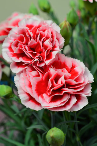 Seed mix thrives in full sun and well-drained soil for lush patches