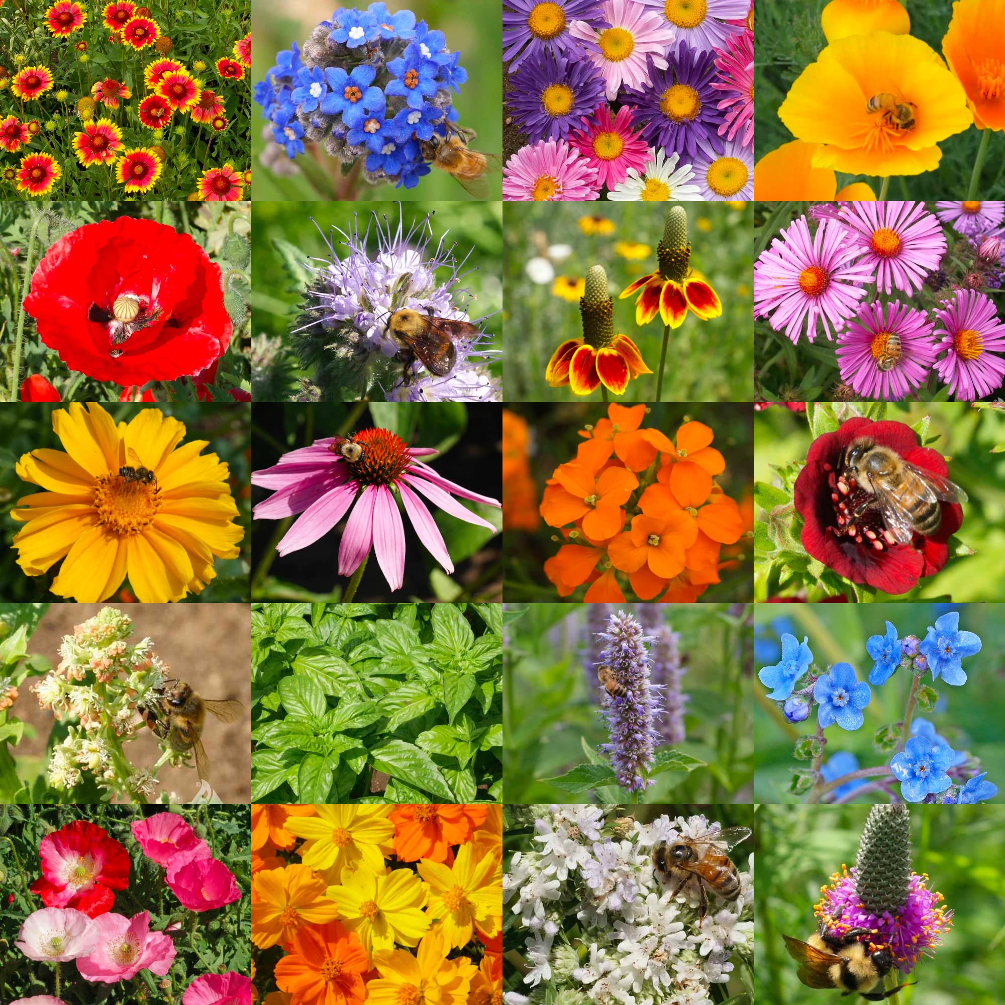 Seed Needs 16-species wildflower blend adding color to the garden