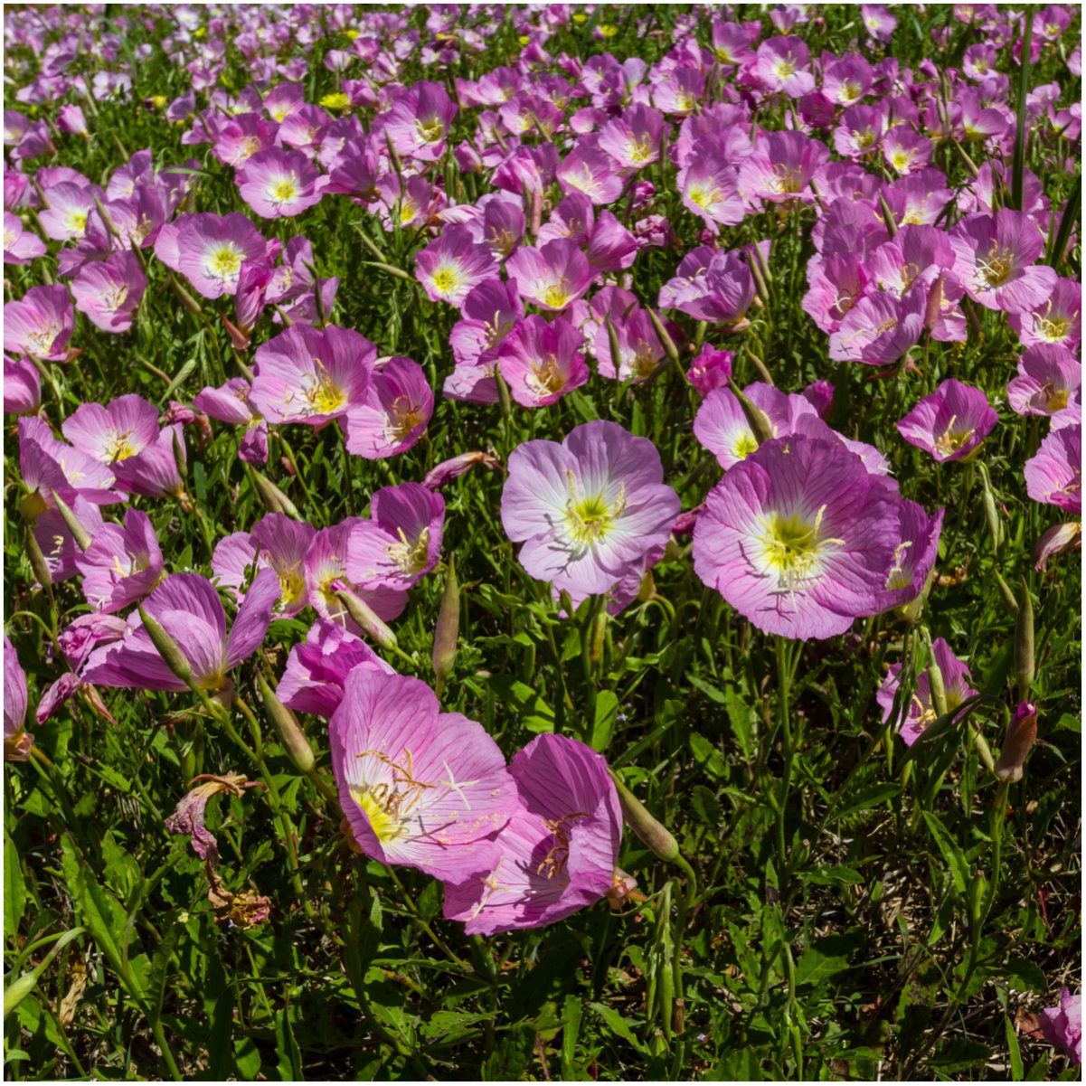 Seed Needs 22-species blend open-pollinated seeds with diverse color options.