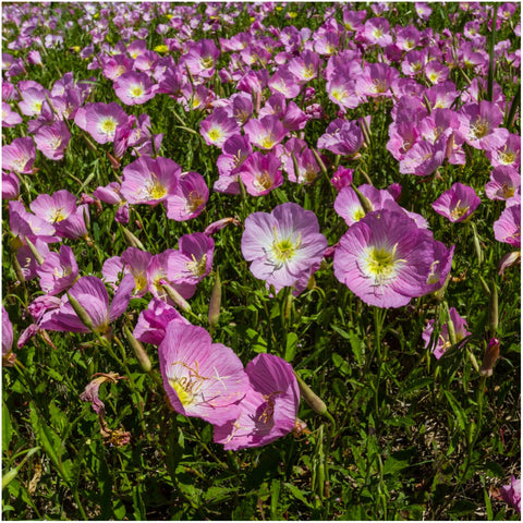Seed Needs 22-species blend open-pollinated seeds with diverse color options.