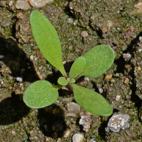 Seed Needs pollinator-friendly alyssum attracts bees and butterflies.