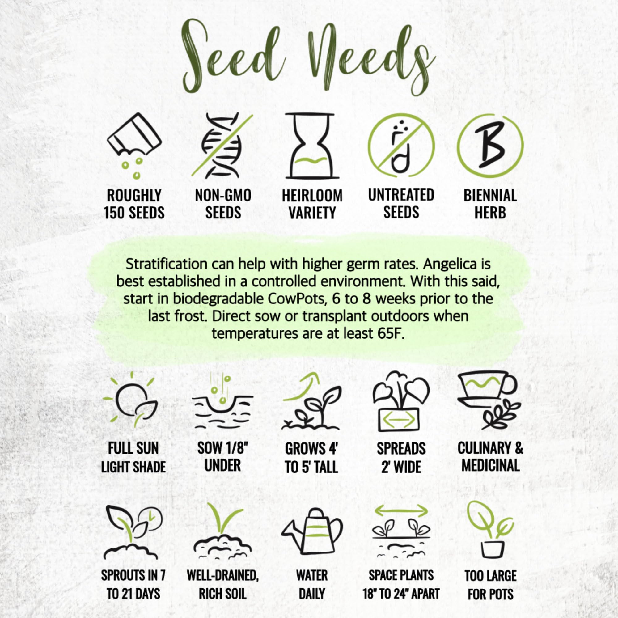 Seed Needs Angelica flowers and seed pods image emphasizes garden charm.