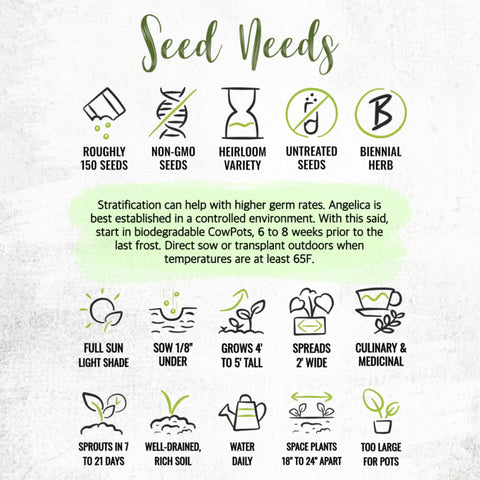 Seed Needs Angelica flowers and seed pods image emphasizes garden charm.