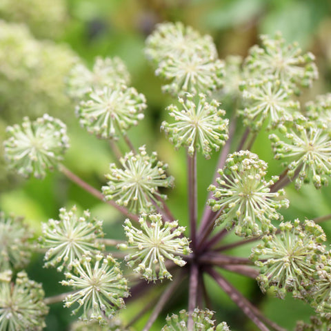 Seed Needs Angelica harvest and storage visual suggests seed freshness.
