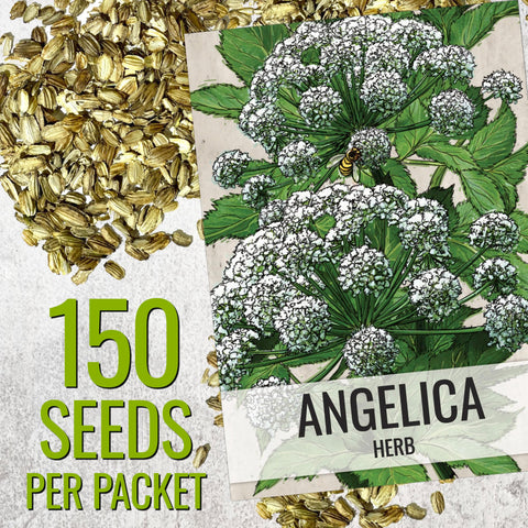 Seed Needs Angelica seeds germination guide image helps start healthy seedlings.