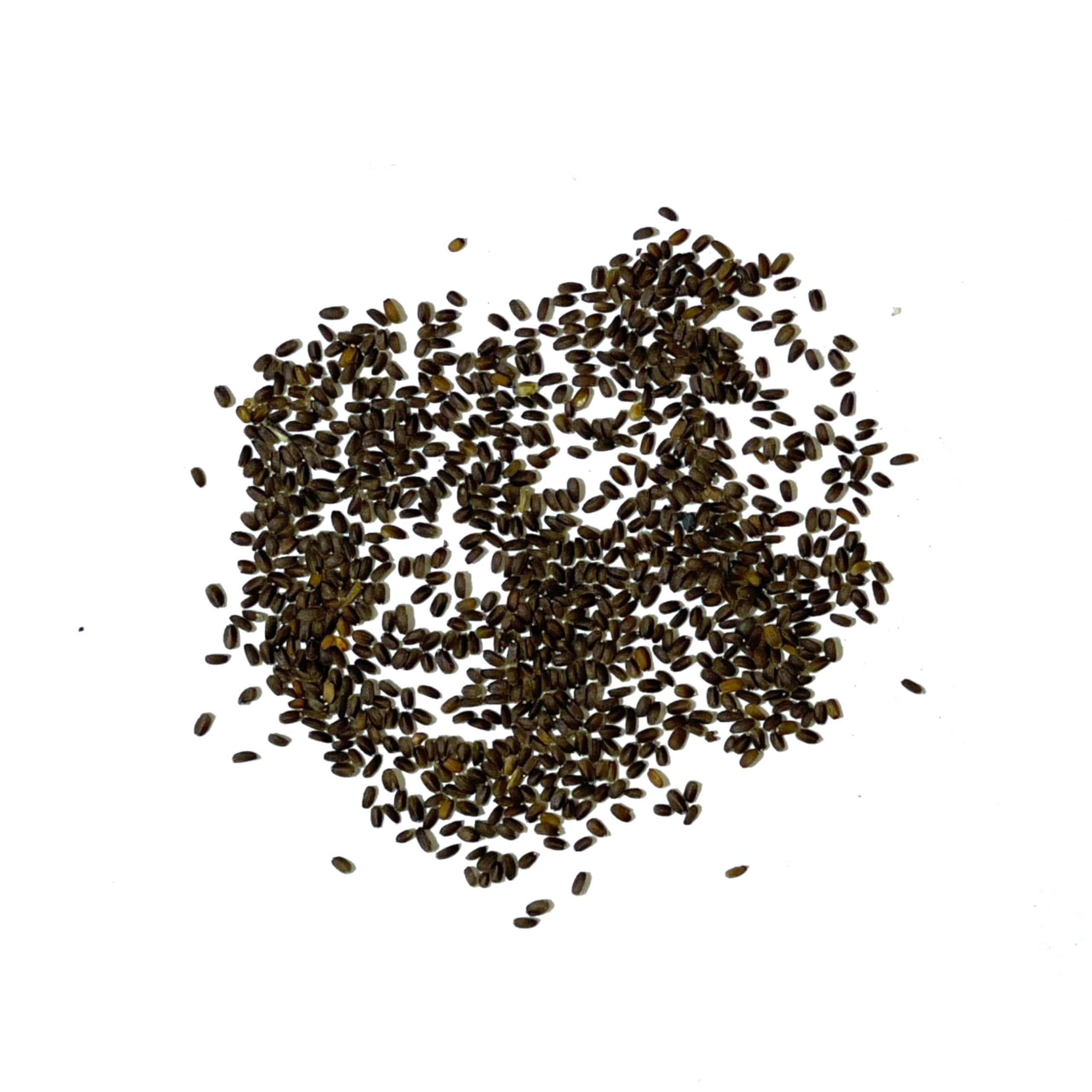 Seed Needs Anise Hyssop bees on flowers, supports pollinators in summer.