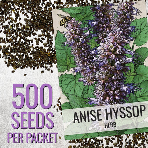 Seed Needs Anise Hyssop flowers bloom image highlights purple-blue blooms attracting pollinators.