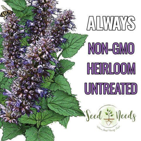Seed Needs Anise Hyssop garden bed image shows herbs thriving with pollinators nearby.