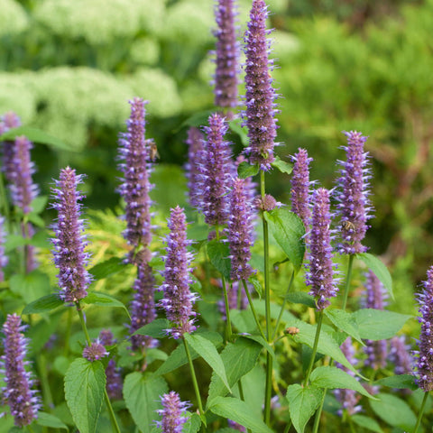 Seed Needs Anise Hyssop propagation image focuses on sowing tips and germination.