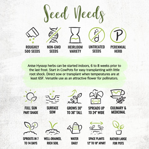 Seed Needs Anise Hyssop herb garden ideas, grow for tea and seasoning.