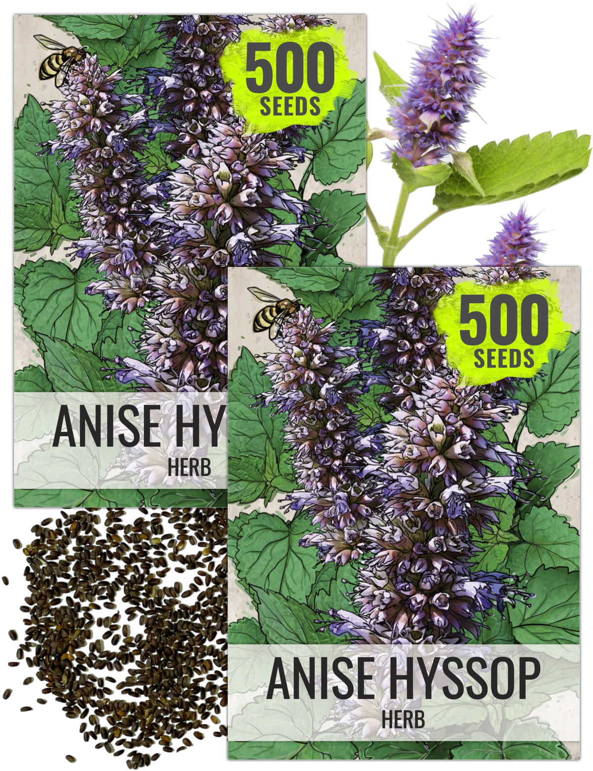 Seed Needs Anise Hyssop seeds packet front, ideal for starting a fragrant herb garden.