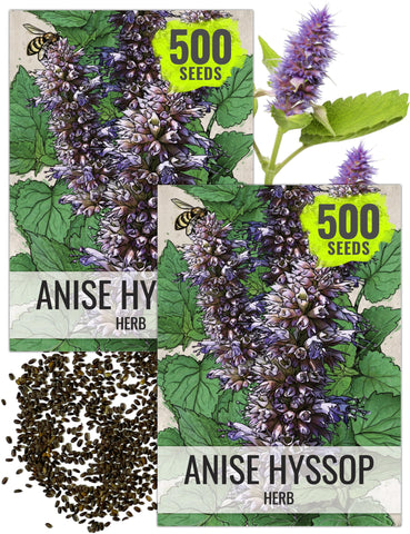 Seed Needs Anise Hyssop seeds packet front, ideal for starting a fragrant herb garden.