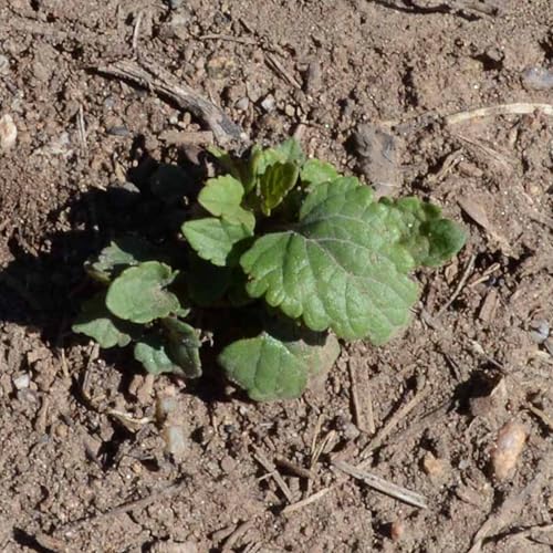 Seed Needs Anise Hyssop seeds open packet, quick sowing for a thriving herb patch.