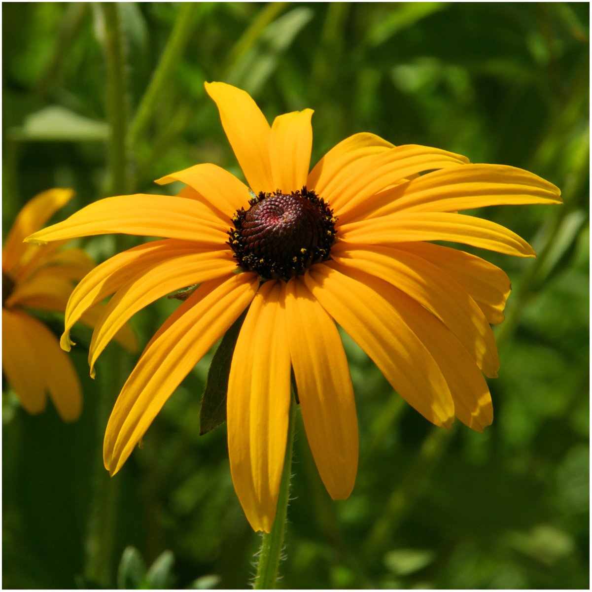 Seed Needs mixed-height flowers for a sunny border or meadow.