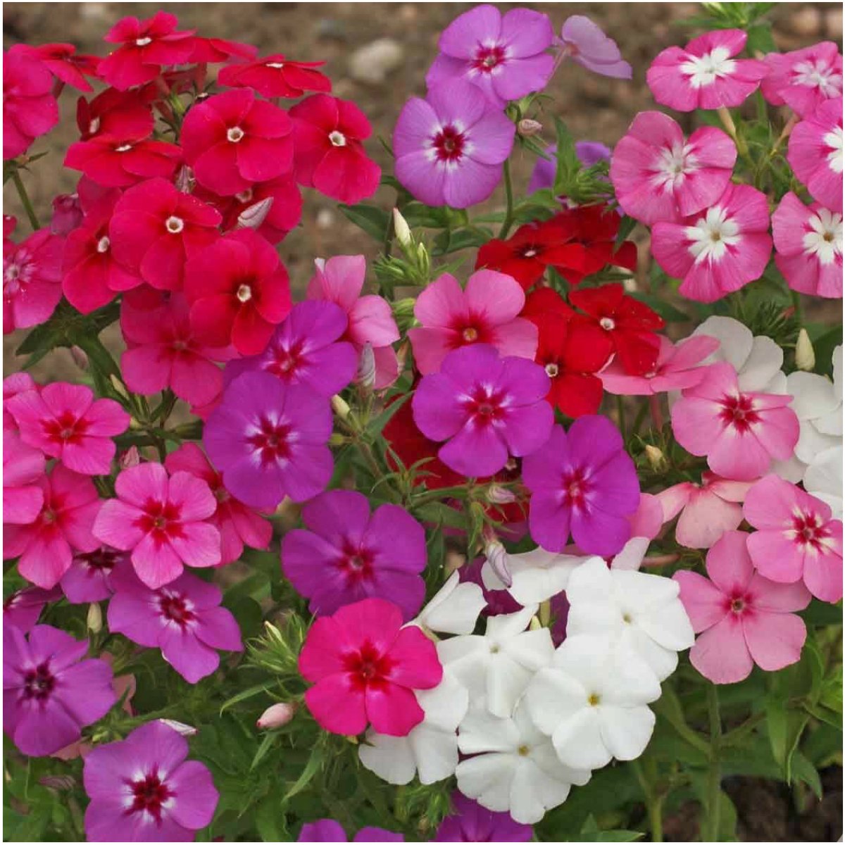 Seed Needs annual phlox seeds container garden image shows compact, bushy plants for containers.