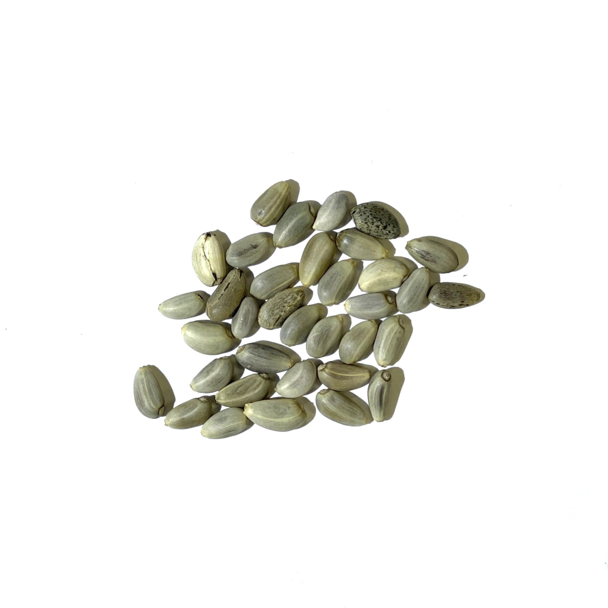 Seed Needs buds-harvest captures globe buds signaling spring or fall picking moments.