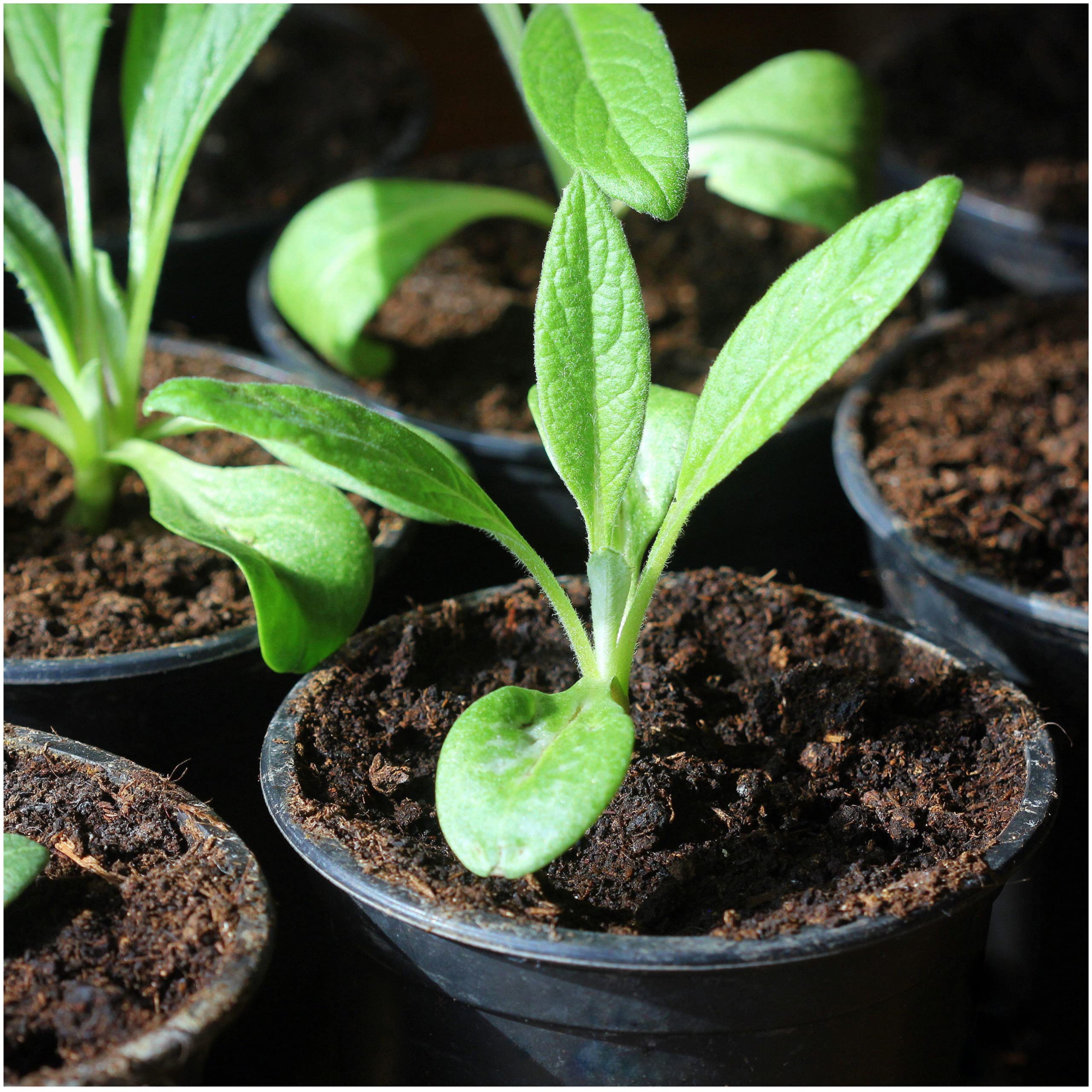 Seed Needs leaves-stem-detail highlights robust structure supporting tender heart production.